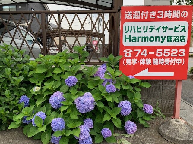 外の紫陽花.JPG